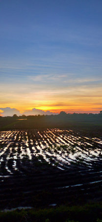 Sunset at rice field in the countryside of Thailand, Panoramaの写真素材