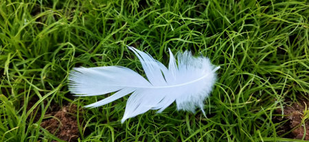 White feather on the green grass in the garden. Close up.の写真素材