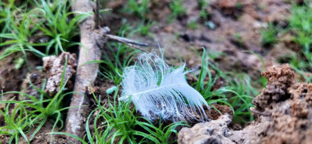 feather on the ground in the garden. soft focus and blurの写真素材