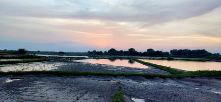Sunset at the rice field in the countryside of Thailand, panoramaの写真素材