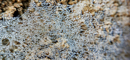 Close up of cobweb with dew drops on it. Natural background