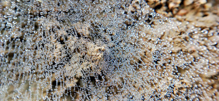 Spider web with dew drops close up. Abstract natural background.