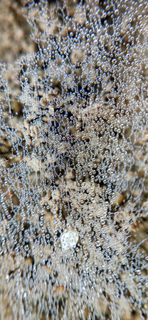 Spider web with dew drops close-up. Abstract background.