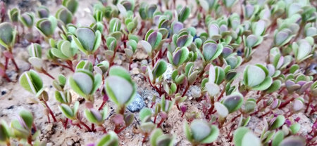 Close up of green seedlings of radish sprouts growing in soil