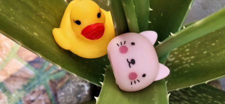 Aloe vera plant with yellow rubber duck and pink rubber duckの写真素材