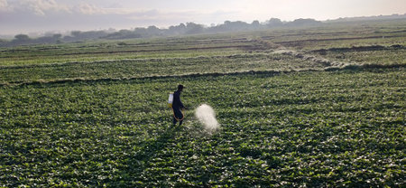 Agriculture, farmer spraying water on soybean field at sunset