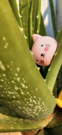 Aloe vera plant with pink bear doll on it.の写真素材