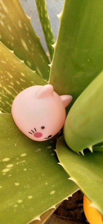 Cute piggy bank on aloe vera plant, stock photoの写真素材