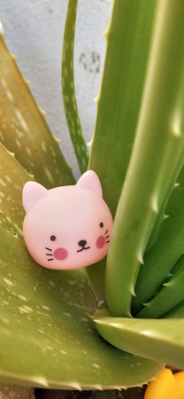 Cute cat made from aloe vera plant, close upの写真素材