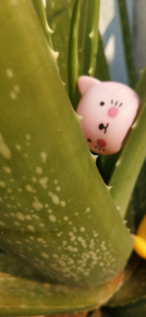 Aloe vera plant with a pink pig doll on it.の写真素材