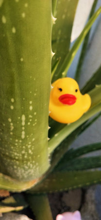 Aloe vera plant with yellow rubber duck toy in the gardenの写真素材