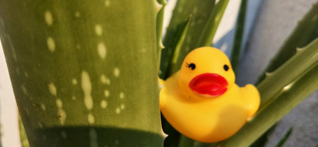 Yellow rubber duck in aloe vera plant. Closeup.の写真素材