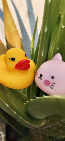 Plastic toy ducks with aloe vera plant, closeupの写真素材