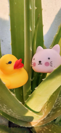 Cute rubber duck and cat on aloe vera plant.の写真素材