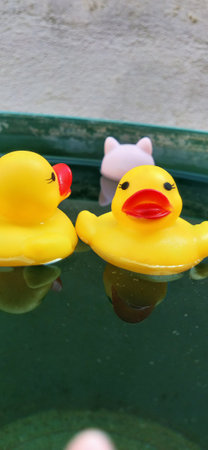 Rubber ducks in the water, close-up, selective focusの写真素材