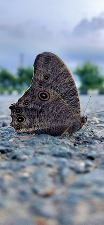 Butterfly on the ground, close-up, macro.