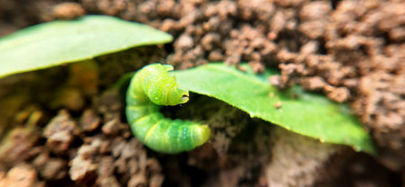 Green caterpillar on the ground, macro, selective focus, shallow DOFの写真素材