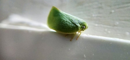A small green leafhopper sits on a white wall and looks at the camera.の写真素材