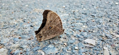 Butterfly on the road in the forest. Macro photography.の写真素材