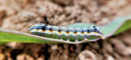 Caterpillar of the butterfly (Heteroptera euanthes)の写真素材