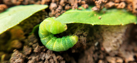 Green caterpillar on a leaf in the garden. Close up.