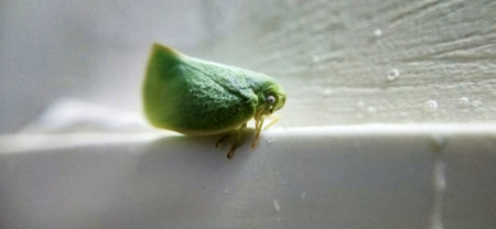 A small green leafhopper sits on a white sheet of paper.の写真素材