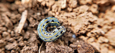 Caterpillar on the ground in the forest. Close-up