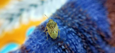 Macro shot of a green bug sitting on a blue background.の写真素材