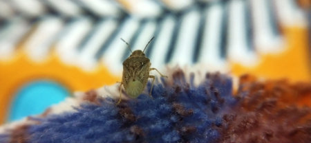 insect on a woolen scarf close-up. macro photography