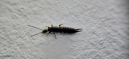 insects on the wall of the house, close-upの写真素材