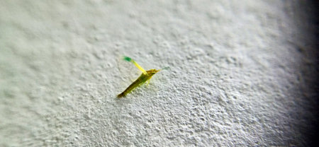 Larva of a Coccinellidae on a wallの写真素材