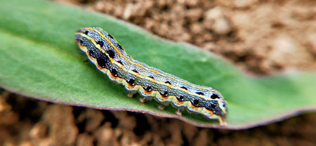 Caterpillar on green leaf in garden, closeup of photoの写真素材