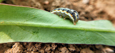 Caterpillar on a green leaf in the garden, Thailand.の写真素材