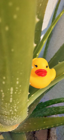 Rubber duck toy on aloe vera plant, closeupの写真素材