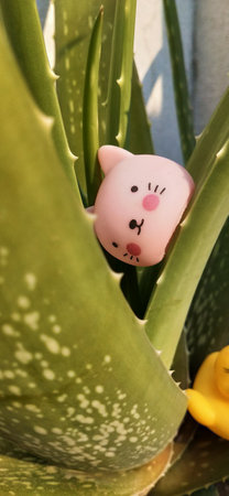 Cute piggy bank on aloe vera plantの写真素材