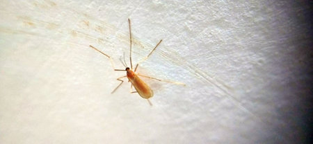 Mosquito on a white wall. Selective focus. nature.