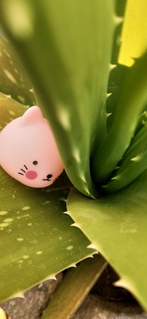 Cute aloe vera plant with cute pink piggy bankの写真素材