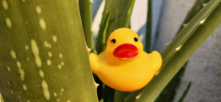 Yellow rubber duckling and aloe vera plant, close upの写真素材