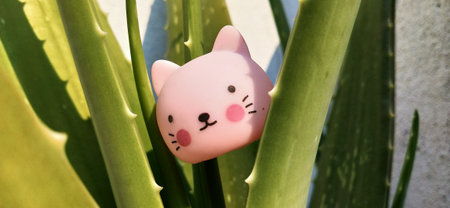 Cute pink cat in aloe vera plant, close upの写真素材