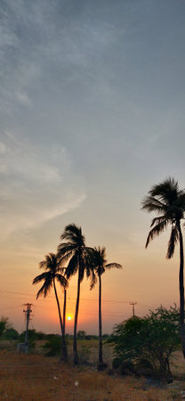 Silhouette of palm tree at sunset in the evening sky.