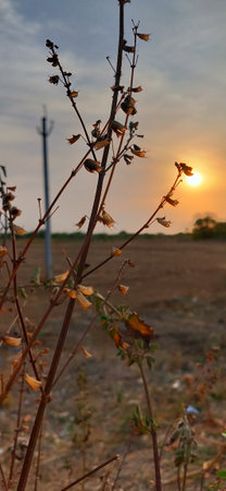 Sunset in the field with dry grass and flowers in the foregroundの写真素材