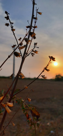 Sunset in the field with dry grass and wind turbines in the backgroundの写真素材