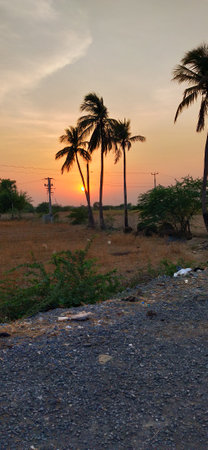 Sunset in the countryside of Sri Lanka, with palm trees.の写真素材