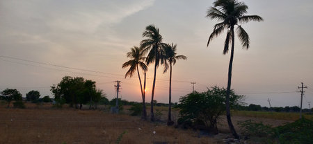 Coconut tree on the field at sunset in Goa, India