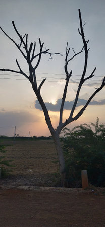 sunset and tree in the countryside of thailand, nature seriesの写真素材