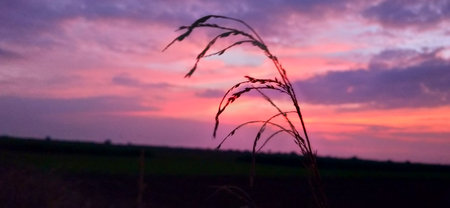 beautiful sunset in the field on a background of grass and skyの写真素材