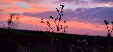 Silhouette of a flower in the field at sunset time.の写真素材