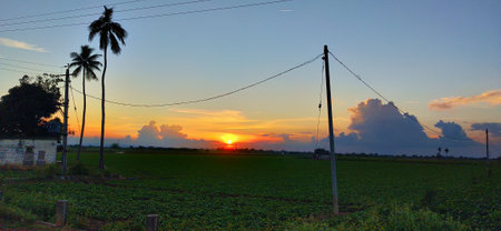 Sunset in the field with coconut tree and electricity post in Thailandの写真素材