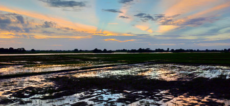 Sunset over rice field in the countryside of Thailand in summer.の写真素材