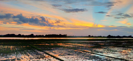 Sunset over the rice fields in Thailand. Landscape of rice fields.の写真素材